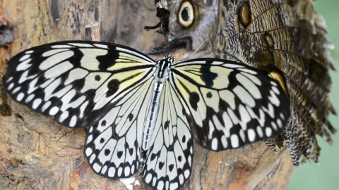 Video Stock Butterflies On The Side Of A Tree Live Wallpaper For PC - Free Live Wallpaper