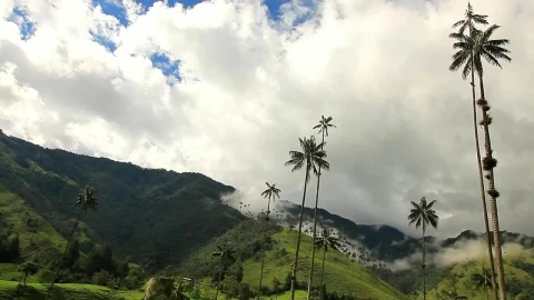 Video Stock Clouds Moving Over Mountains And Palm Trees Live Wallpaper For PC - Free Live Wallpaper