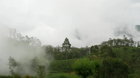 Video Stock Clouds Moving Over A Tea Plantations Live Wallpaper For PC - Free Live Wallpaper