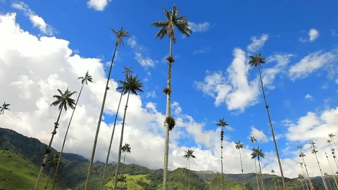 Video Stock Clouds Move Over Tall Palm Trees In Tropical Landscape Live Wallpaper For PC - Free Live Wallpaper