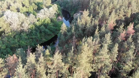 Stock Video Dense Forest With A River In Its Middle Live Wallpaper For PC - Free Live Wallpaper