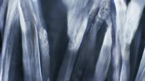 Stock Video Defused Light Shapes In Motion Live Wallpaper For PC - Free Live Wallpaper