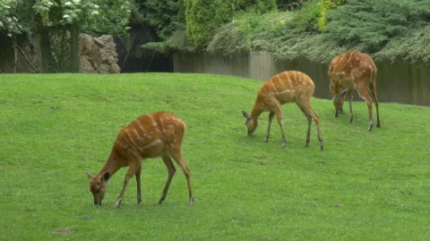 Stock Video Deers Grazing In The Grass Live Wallpaper For PC - Free Live Wallpaper