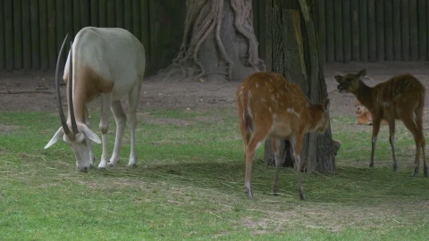 Stock Video Deers And A Goat Grazing In The Zoo Live Wallpaper For PC - Free Live Wallpaper