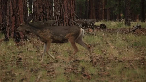 Stock Video Deer Walking Through Dry Woodland Live Wallpaper For PC - Free Live Wallpaper