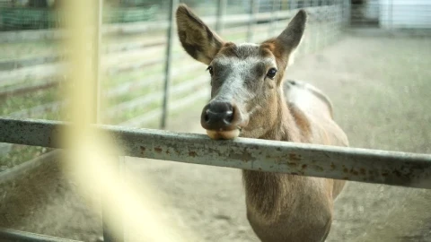 Stock Video Deer Standing In A Zoo Live Wallpaper For PC - Free Live Wallpaper