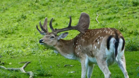 Stock Video Deer Scratch His Back With His Antler Live Wallpaper For PC - Free Live Wallpaper