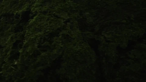 Stock Video Deer Looking At The Camera Live Wallpaper For PC - Free Live Wallpaper