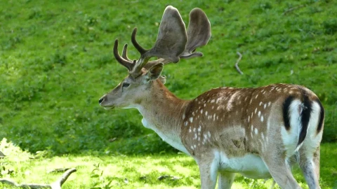 Stock Video Deer Licking His Fur On A Green Valley Live Wallpaper For PC - Free Live Wallpaper