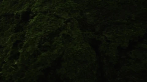 Stock Video Deer In The Wild Live Wallpaper For PC - Free Live Wallpaper