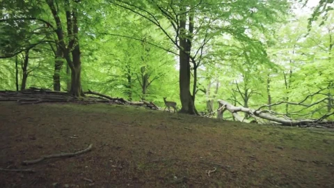Stock Video Deer In A Forest Clearing Live Wallpaper For PC - Free Live Wallpaper