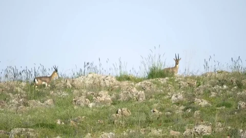 Stock Video Deer Family Walking In The Mountain Live Wallpaper For PC - Free Live Wallpaper
