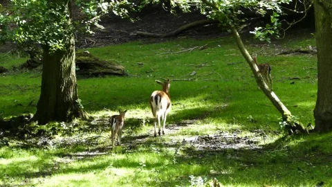 Stock Video Deer Family In Nature Live Wallpaper For PC - Free Live Wallpaper