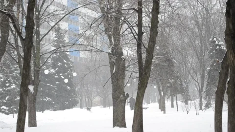 Stock Video Deep Snow Falling In A City Park Live Wallpaper For PC - Free Live Wallpaper