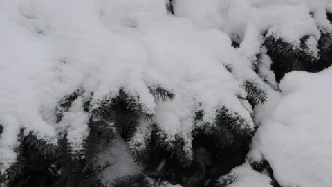 Stock Video Deep Snow Falling Across A Garden Live Wallpaper For PC - Free Live Wallpaper