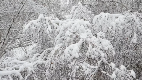 Stock Video Deep Snow Covering Trees Live Wallpaper For PC - Free Live Wallpaper
