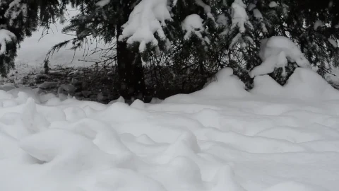 Stock Video Deep Snow Covering The Forest Floor Live Wallpaper For PC - Free Live Wallpaper