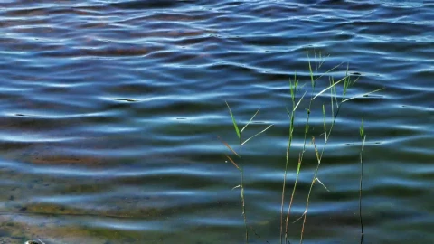 Stock Video Deep Lake With Reeds Live Wallpaper For PC - Free Live Wallpaper