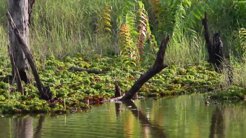 Stock Video Deep Inside A Swamp Live Wallpaper For PC - Free Live Wallpaper