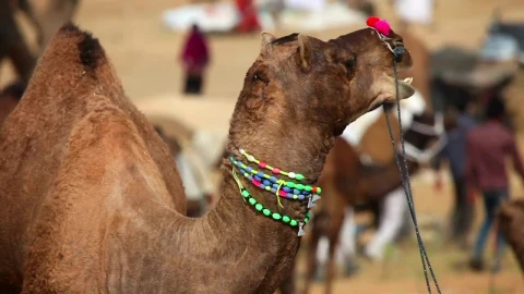 Stock Video Decorated Camel Chewing Live Wallpaper For PC - Free Live Wallpaper