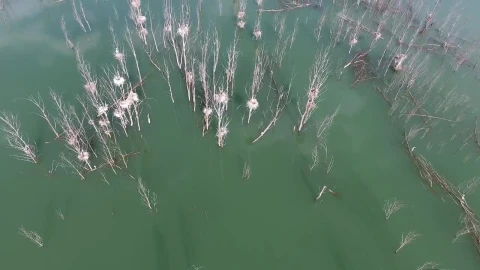 Stock Video Dead Trees In A Flood Live Wallpaper For PC - Free Live Wallpaper