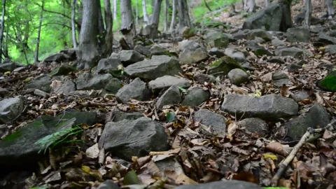 Stock Video Dead Leaves Across The Forest Floor Live Wallpaper For PC - Free Live Wallpaper