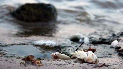 Stock Video Dead Fish On Polluted Shore Live Wallpaper For PC - Free Live Wallpaper