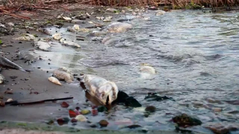 Stock Video Dead Fish In A Polluted Shore Live Wallpaper For PC - Free Live Wallpaper
