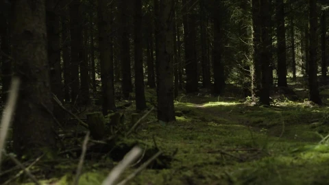 Stock Video Dark Woodland Live Wallpaper For PC - Free Live Wallpaper