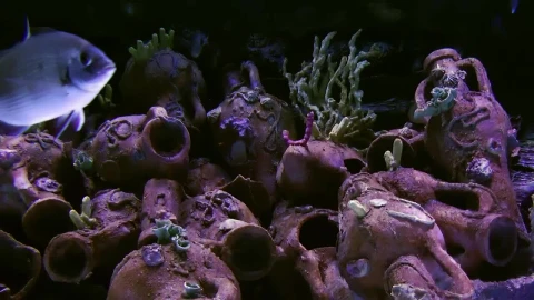 Stock Video Dark Tank With Silver Fish Swimming Live Wallpaper For PC - Free Live Wallpaper