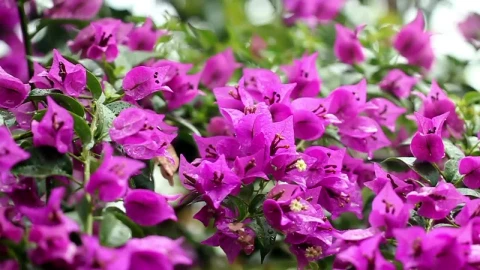 Stock Video Dark Purple Petals Live Wallpaper For PC - Free Live Wallpaper