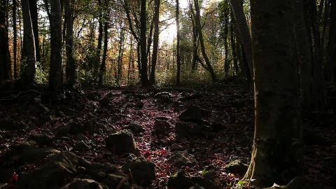 Stock Video Dark Forest In Autumn Live Wallpaper For PC - Free Live Wallpaper