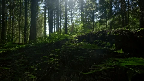 Stock Video Dark Forest Clearing Live Wallpaper For PC - Free Live Wallpaper