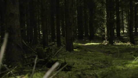 Stock Video Dark Forest Blocking Sunlight Live Wallpaper For PC - Free Live Wallpaper