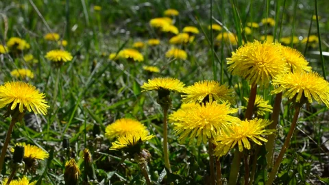 Stock Video Dandelions In The Breeze Live Wallpaper For PC - Free Live Wallpaper