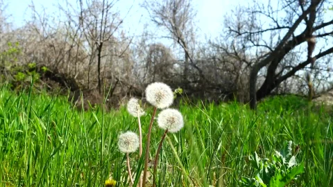 Stock Video Dandelions Blowing In The Wind Live Wallpaper For PC - Free Live Wallpaper