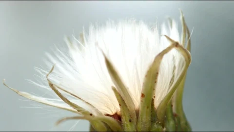 Stock Video Dandelion Opening Time Lapse Live Wallpaper For PC - Free Live Wallpaper