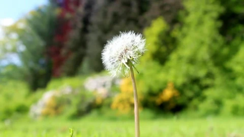 Stock Video Dandelion In A Forest Shallow Focus Shot Live Wallpaper For PC - Free Live Wallpaper