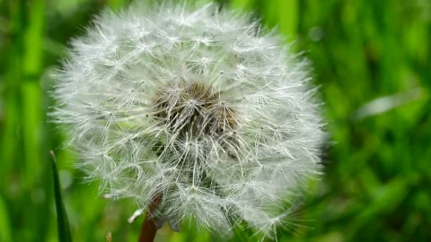 Stock Video Dandelion In Nature Seen Up Close Live Wallpaper For PC - Free Live Wallpaper