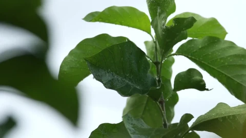 Stock Video Damp Leaves During A Storm Live Wallpaper For PC - Free Live Wallpaper