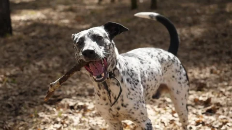 Stock Video Dalmatian Holding A Stick Live Wallpaper For PC - Free Live Wallpaper