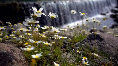 Stock Video Daisy Flowers Near A Big Waterfall Live Wallpaper For PC - Free Live Wallpaper