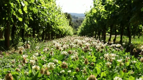 Stock Video Daisy Field In An Agricultural Field Live Wallpaper For PC - Free Live Wallpaper