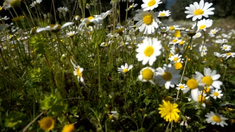Stock Video Daisies In The Meadow Live Wallpaper For PC - Free Live Wallpaper