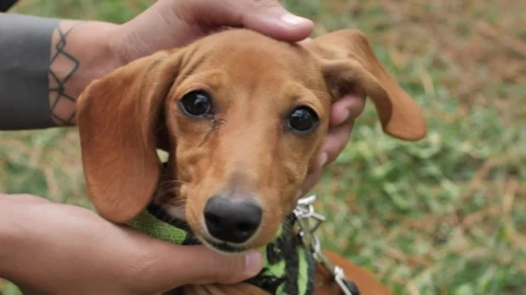 Stock Video Dachshund Dog While Hands Caress It Live Wallpaper For PC - Free Live Wallpaper