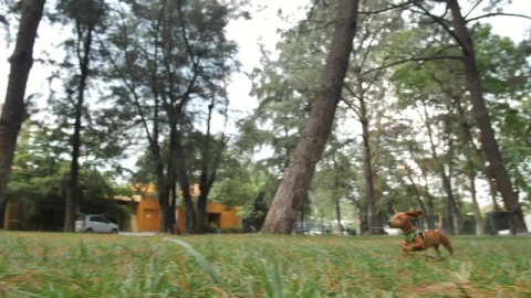 Stock Video Dachshund Dog Running Through A Park To Reach Its Owner Live Wallpaper For PC - Free Live Wallpaper