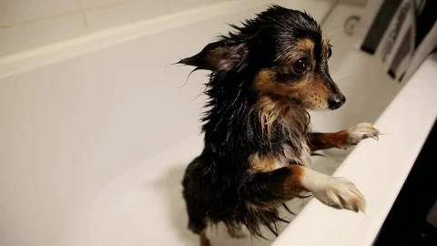 Stock Video Cute Wet Dog In The Bathtub After A Bath Live Wallpaper For PC - Free Live Wallpaper