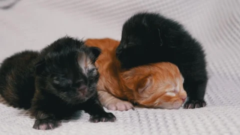 Stock Video Cute Newborn Kittens On A White Blanket Live Wallpaper For PC - Free Live Wallpaper