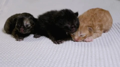 Stock Video Cute Little Kittens On A White Blanket Live Wallpaper For PC - Free Live Wallpaper