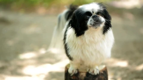 Stock Video Cute Little Dog On Top Of A Log Live Wallpaper For PC - Free Live Wallpaper